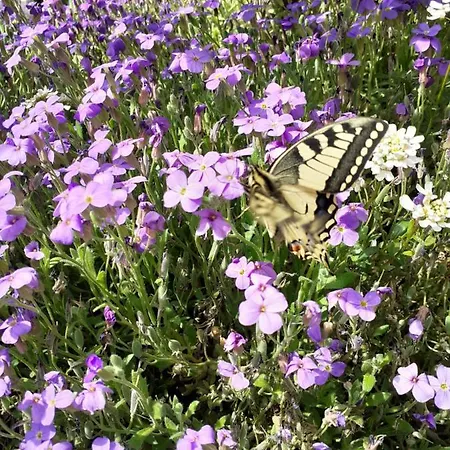 דירה Les Loulou 2 *