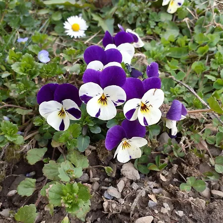 Les Loulou 2 דירה *