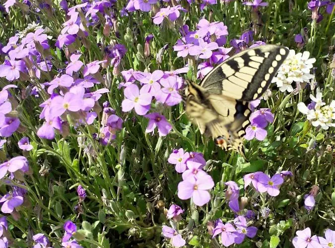 Апартаменты Les Loulou 2 *