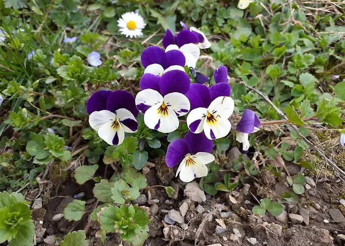 Les Loulou 2 Апартаменты *